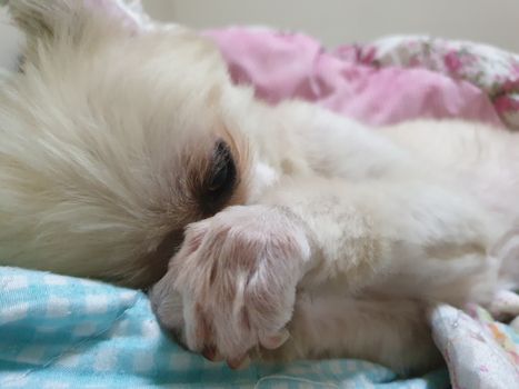 Dog so cute mixed breed with Shih-Tzu, Pomeranian and Poodle sweet sleep for relax on pet dog bed when vacation travel