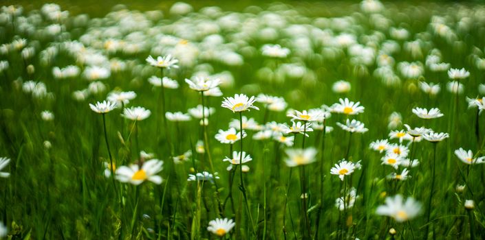 White daisies in the wild field as a natural card