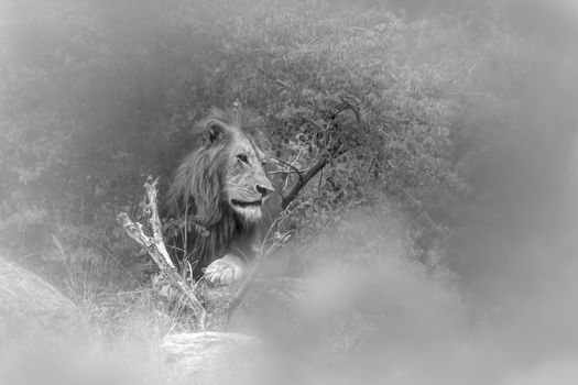 African lion male in Kruger National park, South Africa ; Specie Panthera leo family of Felidae