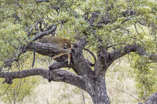 Leopard with kill on a tree in Kruger National park, South Africa ; Specie Panthera pardus family of Felidae