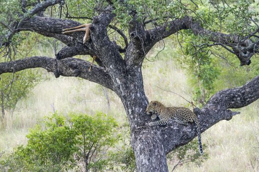 Leopard with kill on a tree in Kruger National park, South Africa ; Specie Panthera pardus family of Felidae