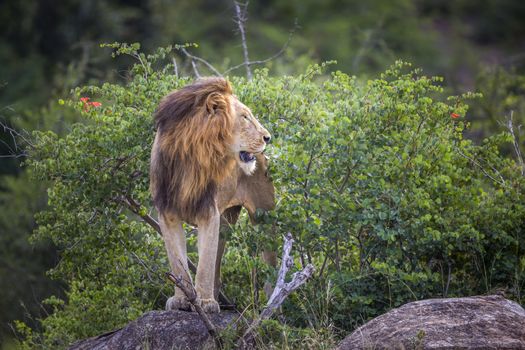 African lion male standing on a rock in Kruger National park, South Africa ; Specie Panthera leo family of Felidae