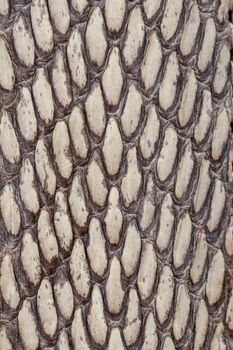 Detail of snake skin belt. A close up of a belt of the most venomous snake King cobra on Bali island in Indonesia. Product from leather workshop. Tanned skin of Ophiophagus hannah. Macrophotography.