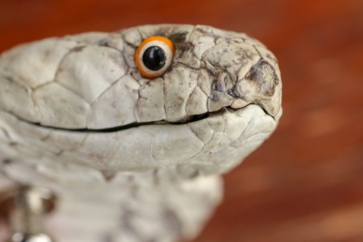 A close up head of a King Cobra. Tanned skin of Ophiophagus hannah. Belt of the most venomous snake on Bali island in Indonesia. Product from leather workshop.
