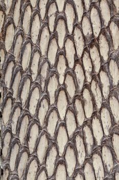 Detail of snake skin belt. A close up of a belt of the most venomous snake King cobra on Bali island in Indonesia. Product from leather workshop. Tanned skin of Ophiophagus hannah. Macrophotography.