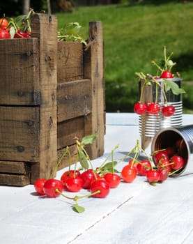 Basket with cherries to make cherry liqueur.