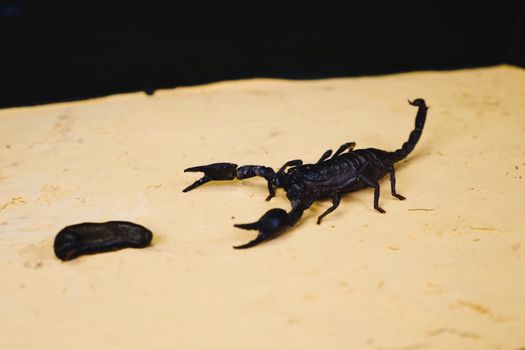 Scorpio in the terrarium. Black scorpion is a poisonous arthropod.