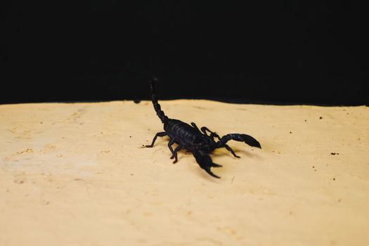 Scorpio in the terrarium. Black scorpion is a poisonous arthropod.