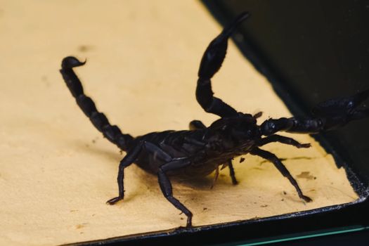 Scorpio in the terrarium. Black scorpion is a poisonous arthropod.