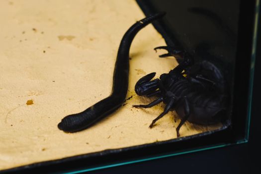 Scorpion with a leech in the terrarium. Black scorpion is a poisonous arthropod and bloodsucking leech.