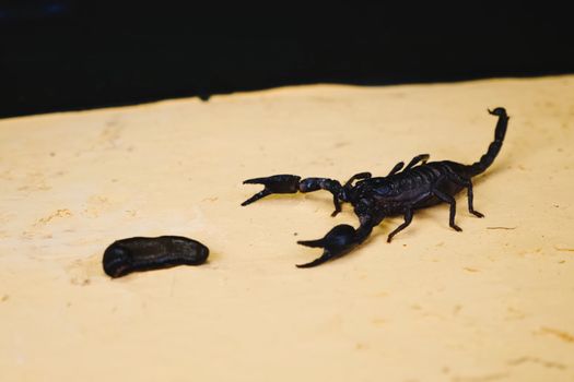 Scorpio in the terrarium. Black scorpion is a poisonous arthropod.