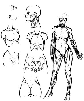 Tutorial of drawing a female body. Drawing the human body, step by step lessons.