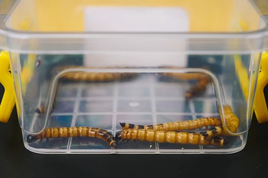 Larvae in a plastic container. Larvae for feeding predatory animals.