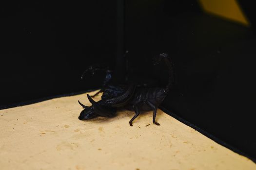 Scorpion with a leech in the terrarium. Black scorpion is a poisonous arthropod and bloodsucking leech.