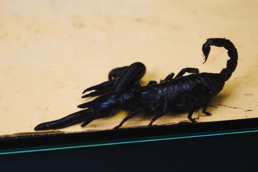 Scorpion with a leech in the terrarium. Black scorpion is a poisonous arthropod and bloodsucking leech.