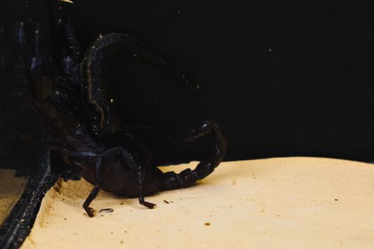 Scorpion with a leech in the terrarium. Black scorpion is a poisonous arthropod and bloodsucking leech.