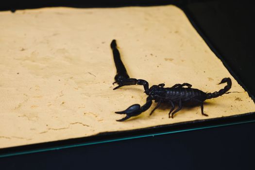 Scorpion with a leech in the terrarium. Black scorpion is a poisonous arthropod and bloodsucking leech.