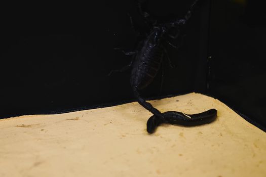 Scorpion with a leech in the terrarium. Black scorpion is a poisonous arthropod and bloodsucking leech.