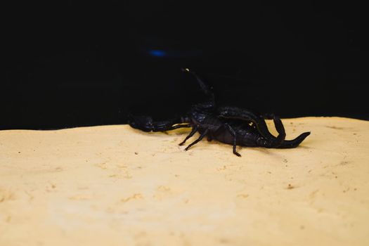 Scorpion with a leech in the terrarium. Black scorpion is a poisonous arthropod and bloodsucking leech.