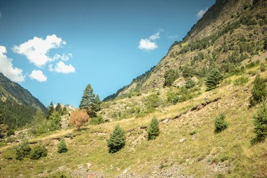 hiking path with trees and vegetation in the Pyrenees mountains in France