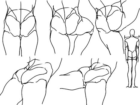 Human pelvis and buttocks. Tutorial of drawing a female body. Drawing the human body, step by step lessons.