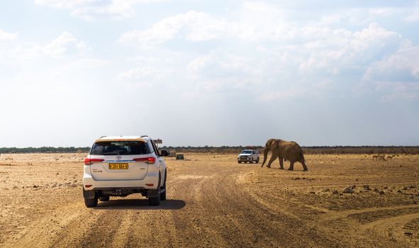 Etosha, Namibia - April 2, 2019 : Big african elephant walks across a gravel road between cars in Etosha National Park.