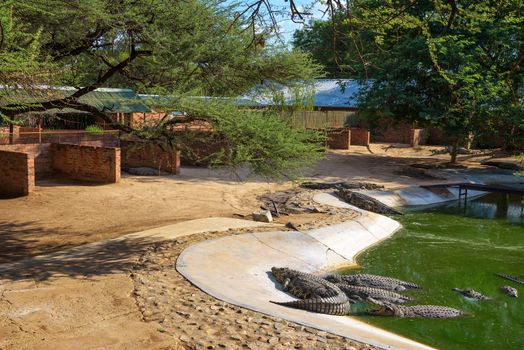 Otjiwarongo, Namibia - April 4, 2019 : Crocodiles relaxing in an artificial lake at the Crocodile Farm in Namibia.