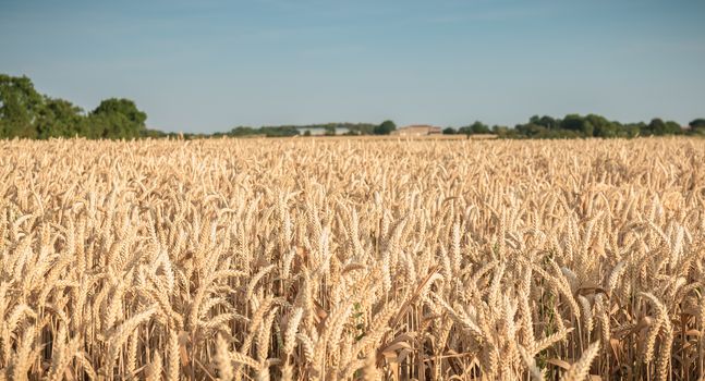 wheat field matured just before the harvest in France