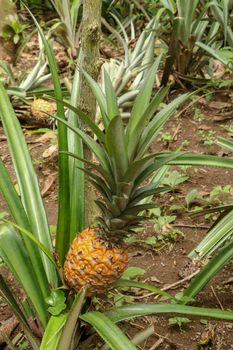 Young pineapple ripens in tropical jungle on Bali island. Pineapple comosus ripens and acquires orange color. Extra Sweet Tropical Fruit Nanas Madu. One fruit of an exotic fruit Bromelia ananas.