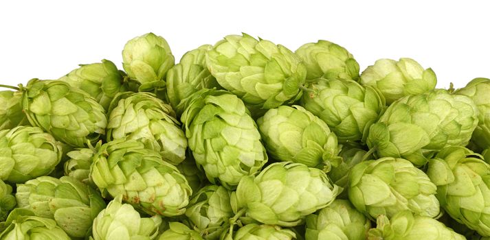 Close up heap of fresh green hops, ingredient for beer or herbal medicine, isolated on white background, low angle side view