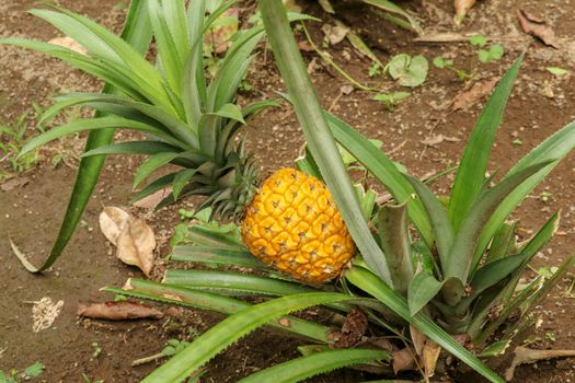 Young pineapple ripens in tropical jungle on Bali island. Pineapple comosus ripens and acquires orange color. Extra Sweet Tropical Fruit Nanas Madu. One fruit of an exotic fruit Bromelia ananas.