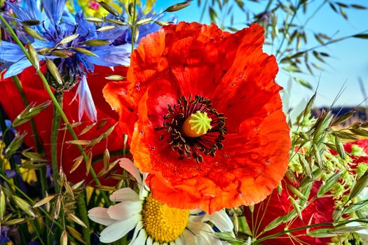 Closeup of blooming red poppy flower in spring on the meadow