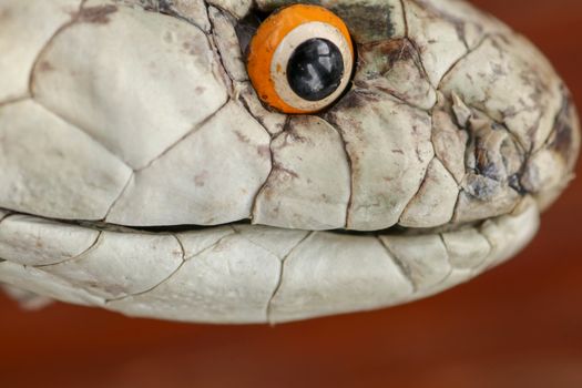 A close up head of a King Cobra. Tanned skin of Ophiophagus hannah. Belt of the most venomous snake on Bali island in Indonesia. Product from leather workshop.
