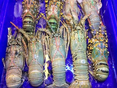 Lobster large size on a tray and container blue with water in market and is popular of tourist for select buy seafood.