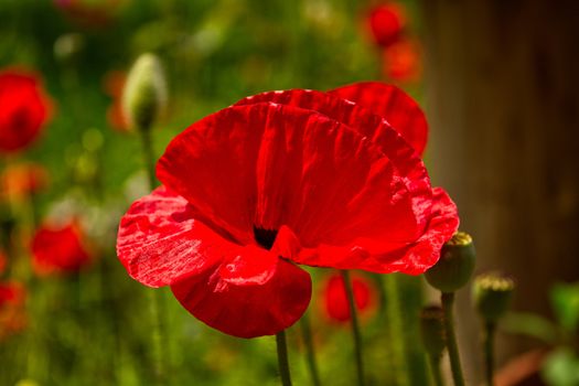 Close-up photo of single red Poppy flower, bright image of poppy flower