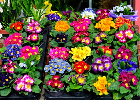 Flower’s market, colorful stand of spring flowers in a pot