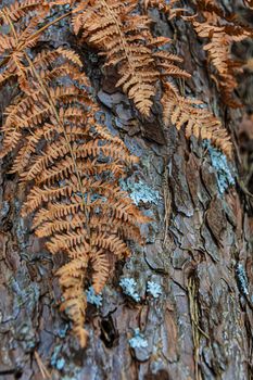 detail of dried orange leaves and green lichens on pine bark.