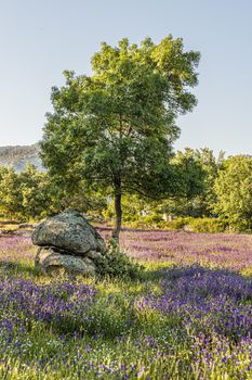 tree and flowery fields in the sierra de guadarrama. community of Madrid . Spain