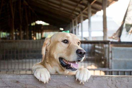 Brown dog stood and wait over the cage background