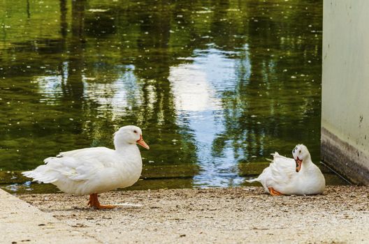 two white ducks looking at each other and in the background the reflections of a lake.