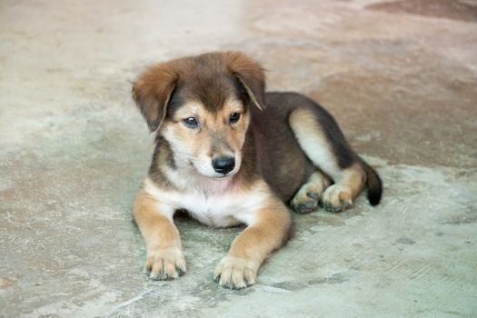 Brown white hybrid dog lying down on concrete floor