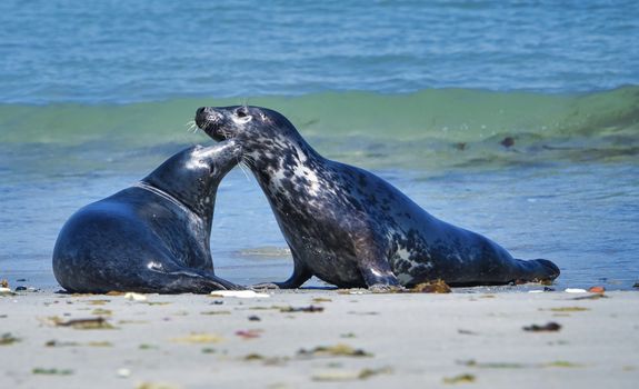 Wijd Grey seal on the north beach of Heligoland - island Dune i- Northsea - Germany