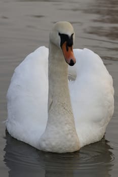 Swan in sundown - Cygnini