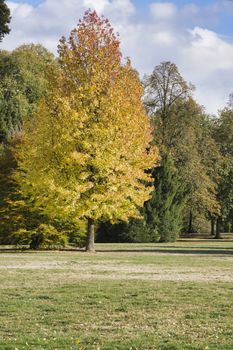 a brown golden tree in the indian summer with blue sky