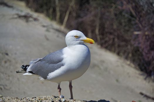 Single european herring gull on heligoland - island Dune - North beach - Larus argentatus