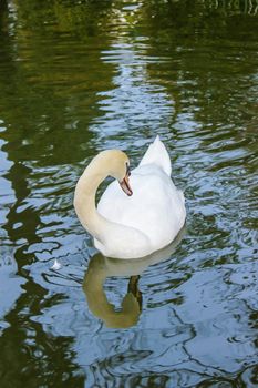 White color swan swimming in the pool at a botanical garden and it is a popular tourist destination northern Thailand. Cygnus atratus