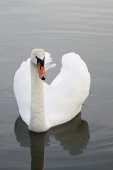 Swan in sundown - Cygnini