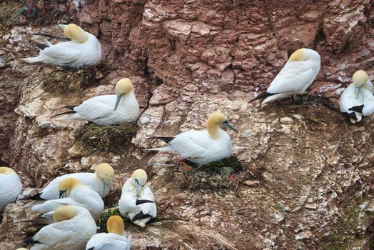 colony of northern garnet on the red Rock - Heligoland island