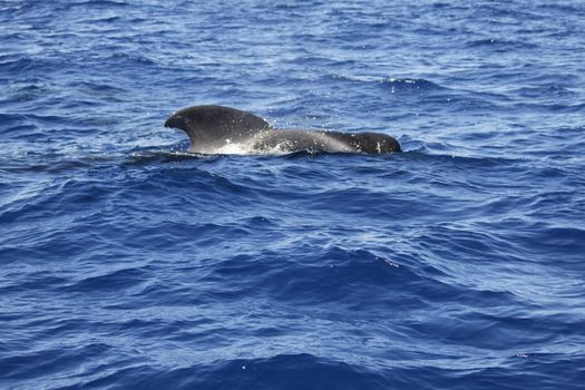 pilot whale iat canary-islands - Tenerife