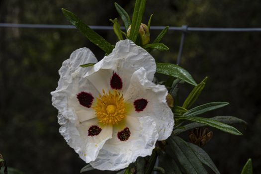 close-up of gum rockrose flower and its plant. Spain